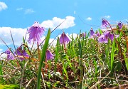 63 Soldanella alpina